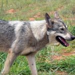 17 Ribu Ekor Anjing Berkeliaran, Poso Endemis Rabies