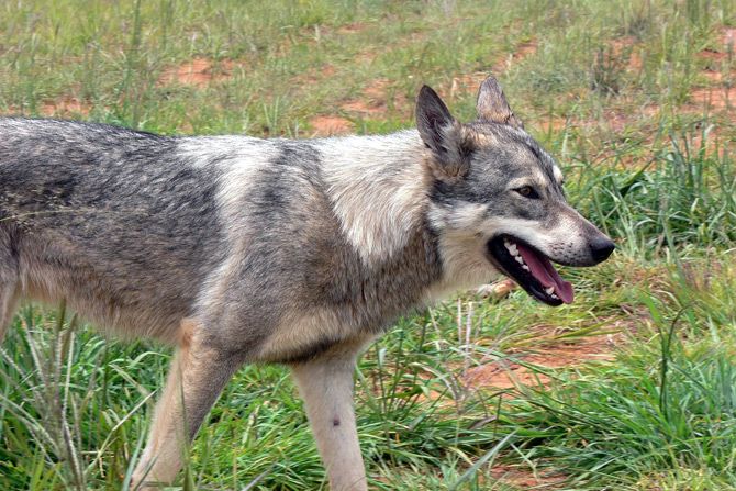 17 Ribu Ekor Anjing Berkeliaran, Poso Endemis Rabies