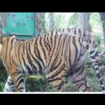 9 Harimau Sumatera Berkeliaran di Sekitar Pemukiman Selama 8 Bulan