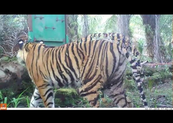 9 Harimau Sumatera Berkeliaran di Sekitar Pemukiman Selama 8 Bulan