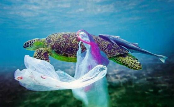 Belanja di Supermarket Korsel, tak Boleh Pakai Kantong Plastik Lagi