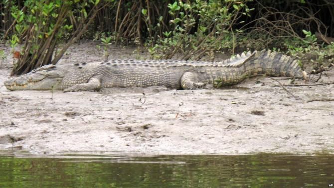 Dendam, Nenek 73 Tahun Menembak Mati Buaya Raksasa 12 Kaki