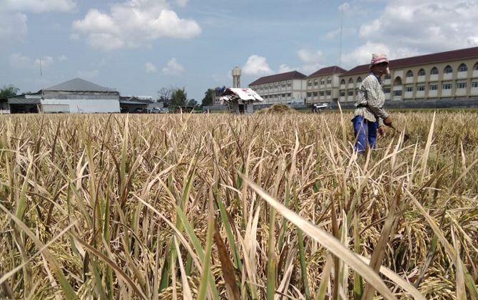 Gengsi Hingga Lahan Tergerus, Jumlah Petani di Malang Semakin Menyusut