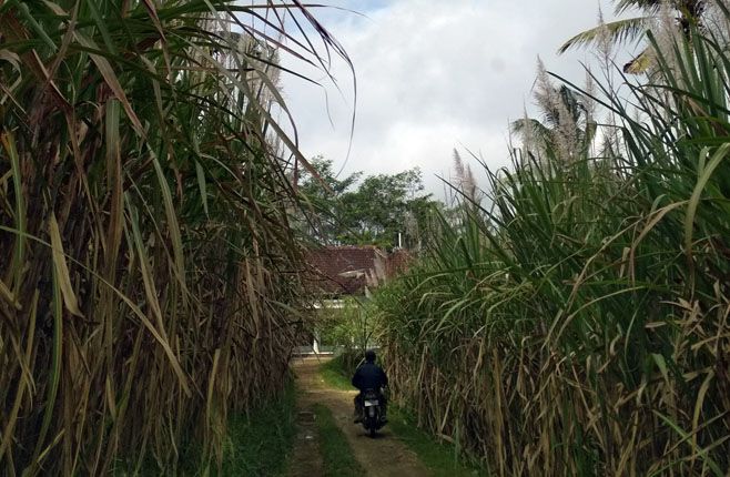 Impor Gula Pasir