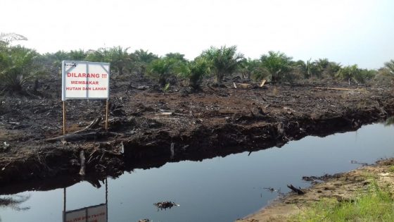 Jelang Asian Games, Produksi Asap di OKI Turun Drastis