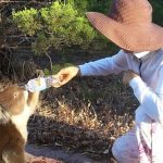 Kehausan, Koala Minum dari Botol