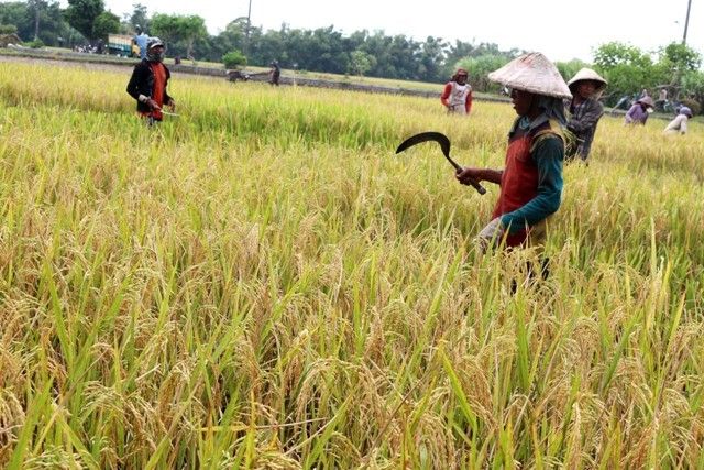Petani di Sragen Enggan Jual Beras ke Bulog, Ini Penyebabnya