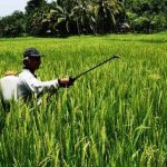 Harga GKP di Cilacap Capai Rp 4.600 Per Kilogram