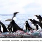 Salah Persepsi dengan Video Penguin di Gundukan Sampah Plastik