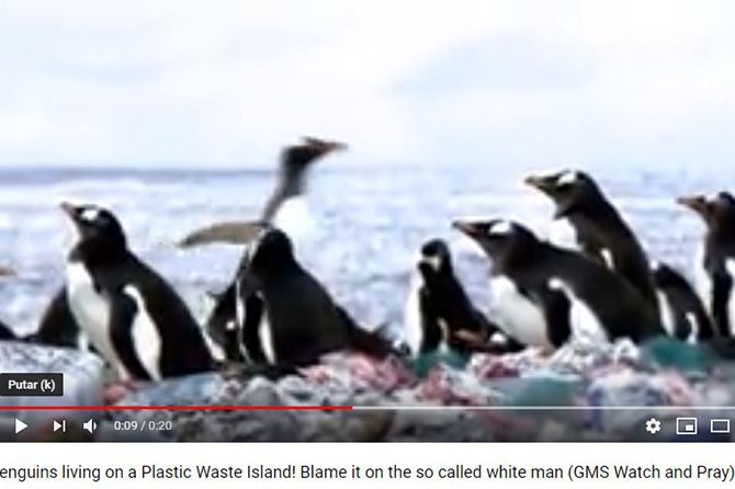 Salah Persepsi dengan Video Penguin di Gundukan Sampah Plastik