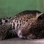 Serang Ternak Warga, Macan Tutul Lawu Masih Dikarantina di Jurug
