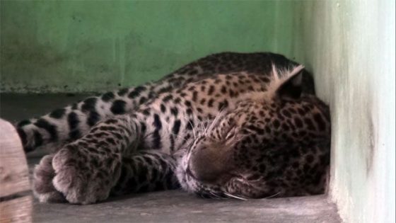 Serang Ternak Warga, Macan Tutul Lawu Masih Dikarantina di Jurug