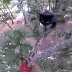 Terjebak di Pohon 3 Hari, Kucing Serang Penyelamat Sampai Terkapar