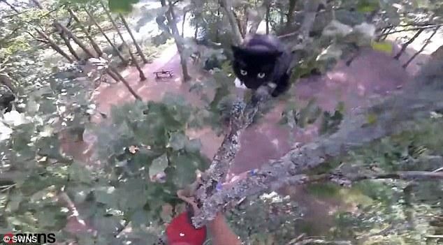 Terjebak di Pohon 3 Hari, Kucing Serang Penyelamat Sampai Terkapar