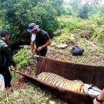 Direhabilitasi, Pelepasliaran 3 Harimau Sumatera Masih Dikaji