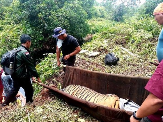 Direhabilitasi, Pelepasliaran 3 Harimau Sumatera Masih Dikaji