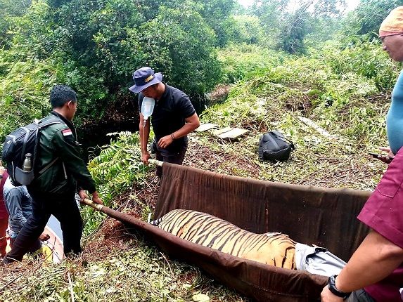 Direhabilitasi, Pelepasliaran 3 Harimau Sumatera Masih Dikaji