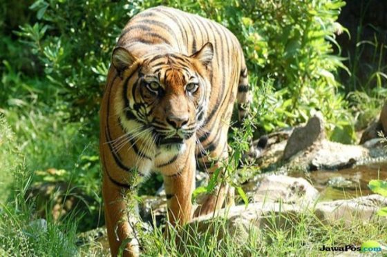 Diteror Harimau, Petani Mandailing Natal Tak Lagi Meladang