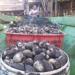 Hasil Laut Terjual Hingga ke Negeri Jiran