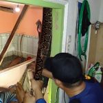 Ngeri! Piton Sepanjang 4 Meter Gegerkan Warga Sebengkok