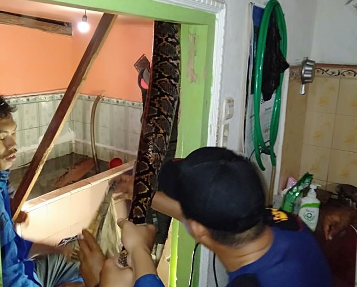 Ngeri! Piton Sepanjang 4 Meter Gegerkan Warga Sebengkok