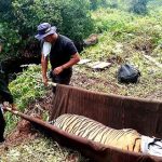Terluka Akibat Terjerat, Harimau Sumatera Mulai Pulih