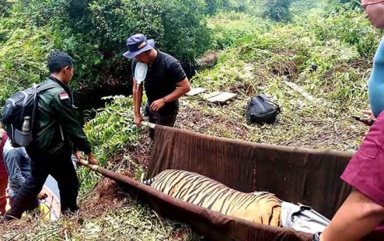 Terluka Akibat Terjerat, Harimau Sumatera Mulai Pulih