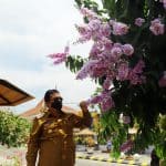 Kawasan Wisata Tabebuya dan Bungur Berkemaran, Kota Madiun Rasa Osaka