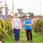 Electrifying Agriculture PLN Pacu Omzet Petani Buah Naga 3 Kali Lipat