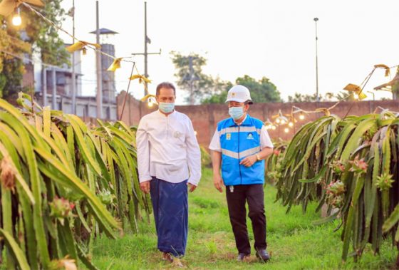 Electrifying Agriculture PLN Pacu Omzet Petani Buah Naga 3 Kali Lipat