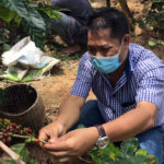 Cara Pengolahan Mempengaruhi Kualitas, Aroma dan Citarasa Kopi