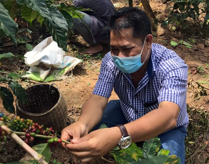 Cara Pengolahan Mempengaruhi Kualitas, Aroma dan Citarasa Kopi