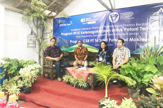 TSPM Kembali Dukung Program GN Lingkaran Untuk Petani Tembakau Jember